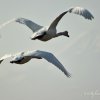 Cygnes